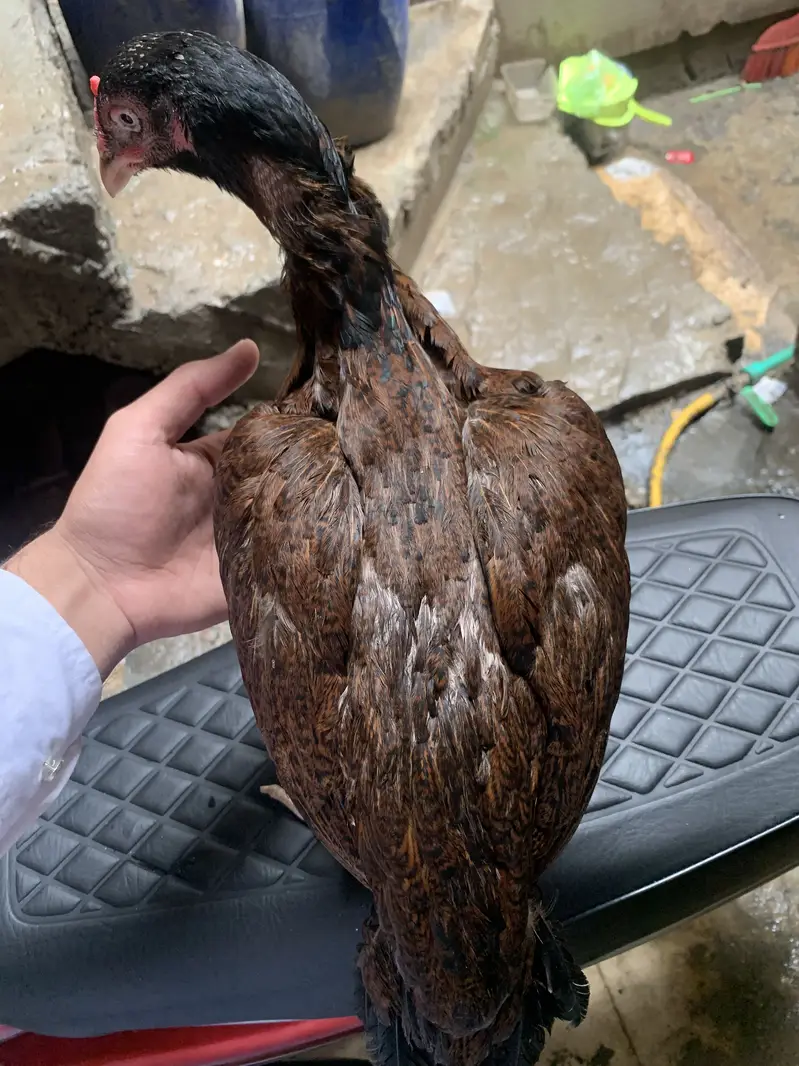Aseel Madi for sale 03185188819 — photo 3