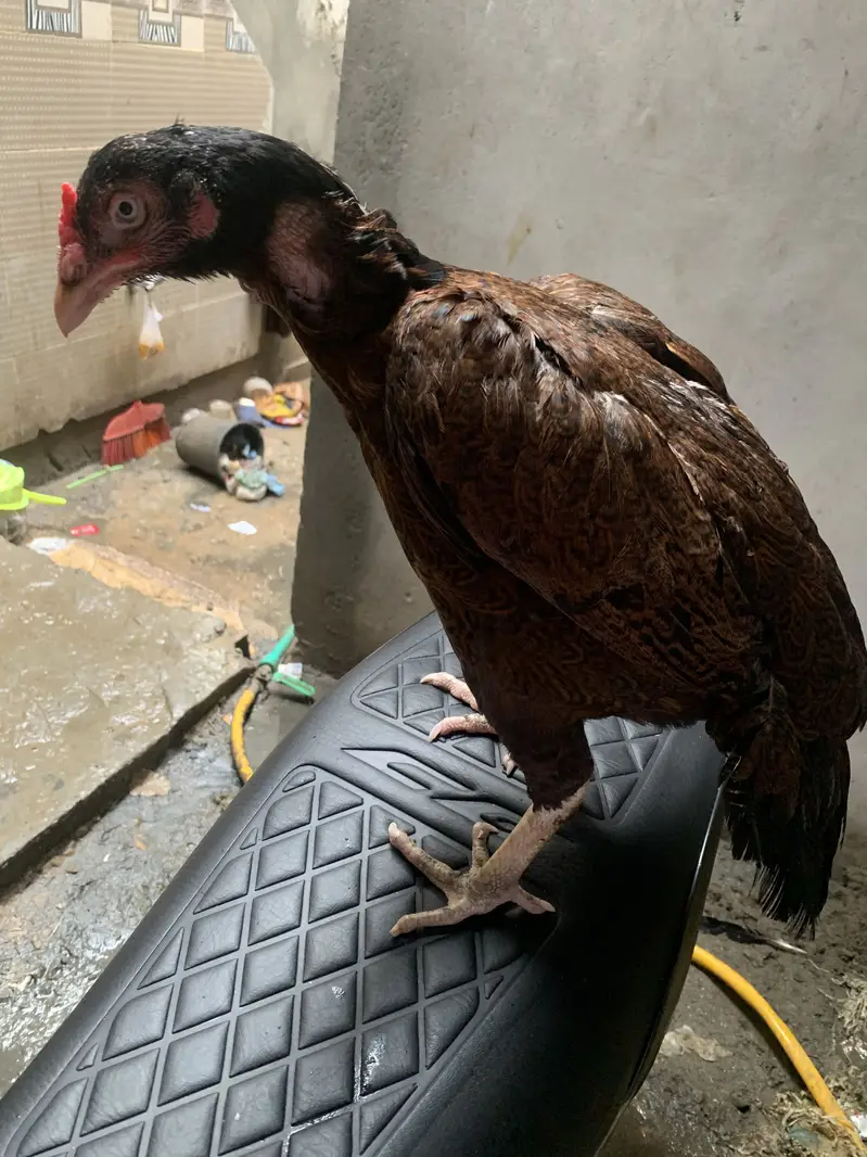 Aseel Madi for sale 03185188819 — photo 4