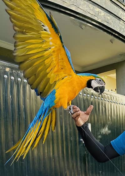 Blue and Gold Macaw | Tamed bird
