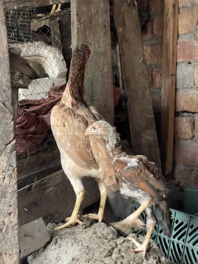 Adeel female  & 1 patha
