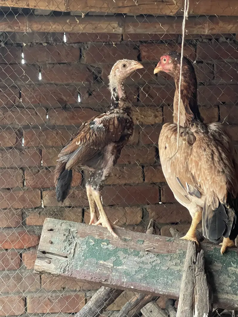 Adeel female  & 1 patha — photo 2