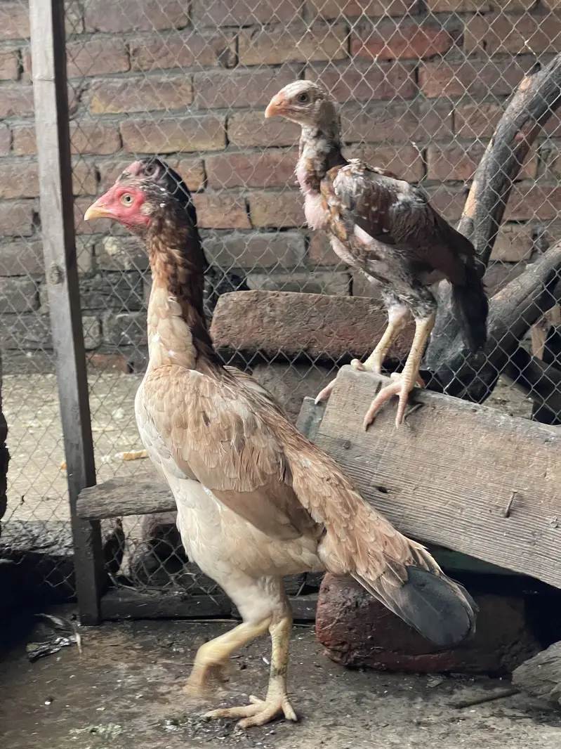 Adeel female  & 1 patha — photo 3