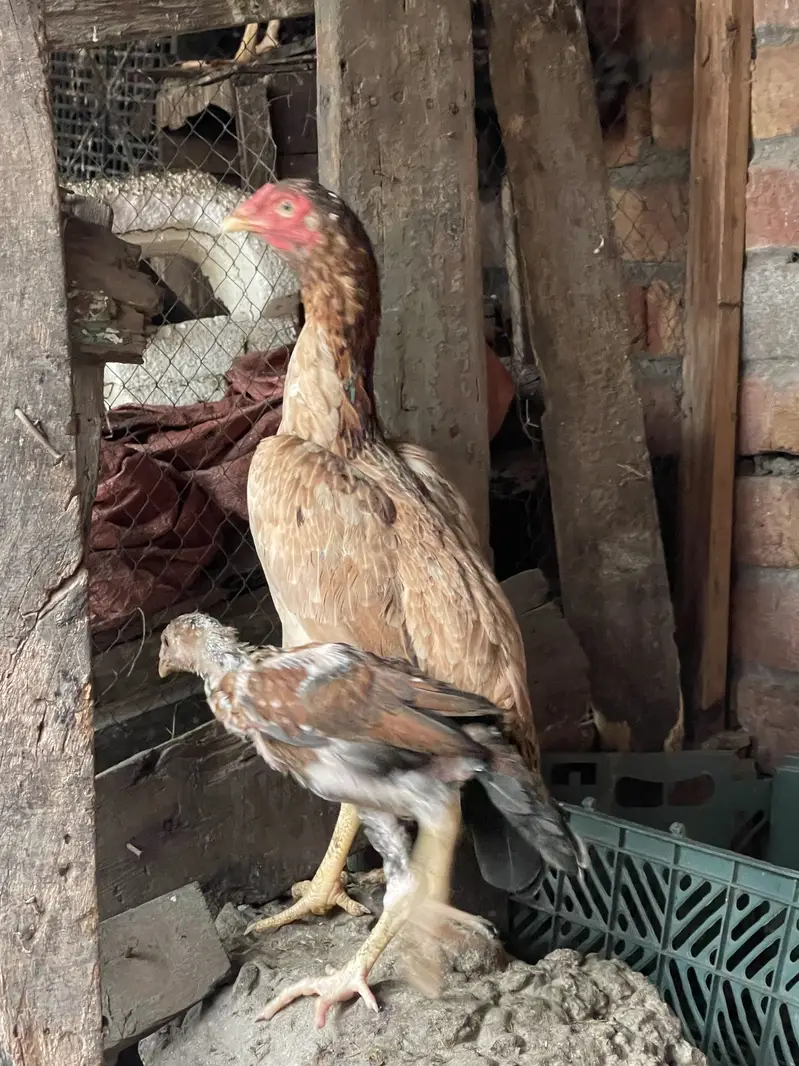 Adeel female  & 1 patha — photo 4
