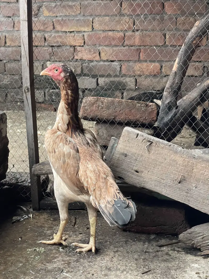 Adeel female  & 1 patha — photo 5