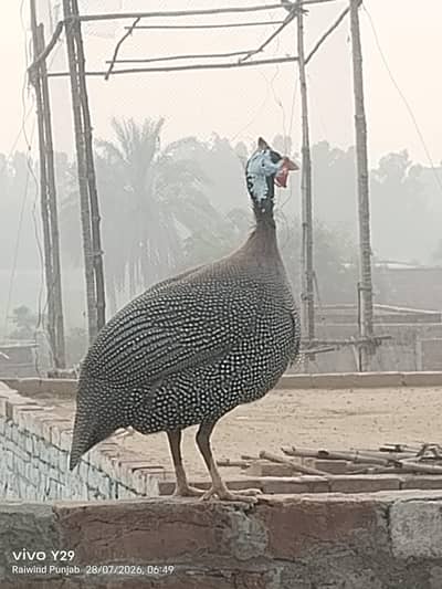 healthy chakor for sale