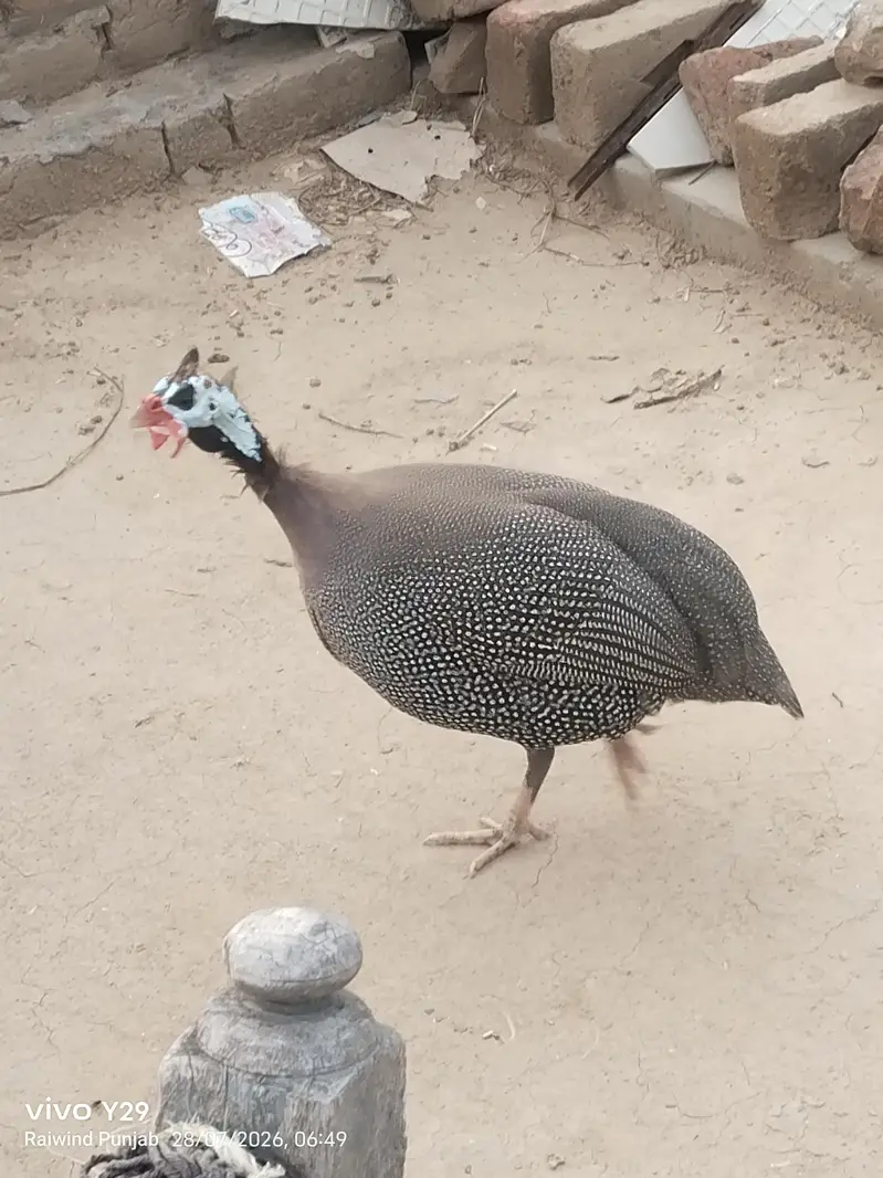 healthy chakor for sale — photo 3