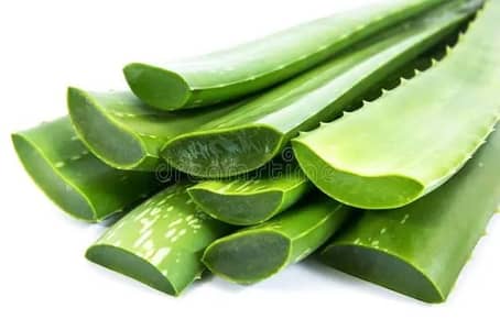 Fresh Aloe Vera Pack Of 3