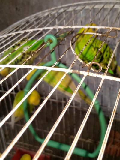 love birds