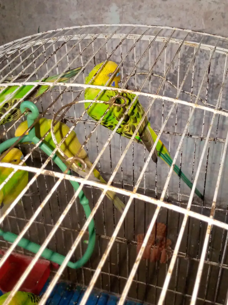 love birds — photo 2