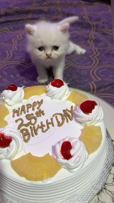 white persian cat