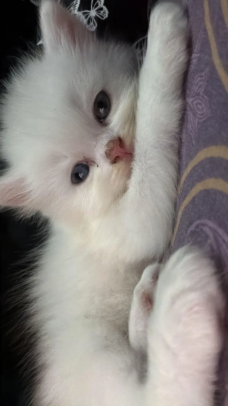 white persian cat — photo 2