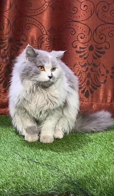 Cutie Cat