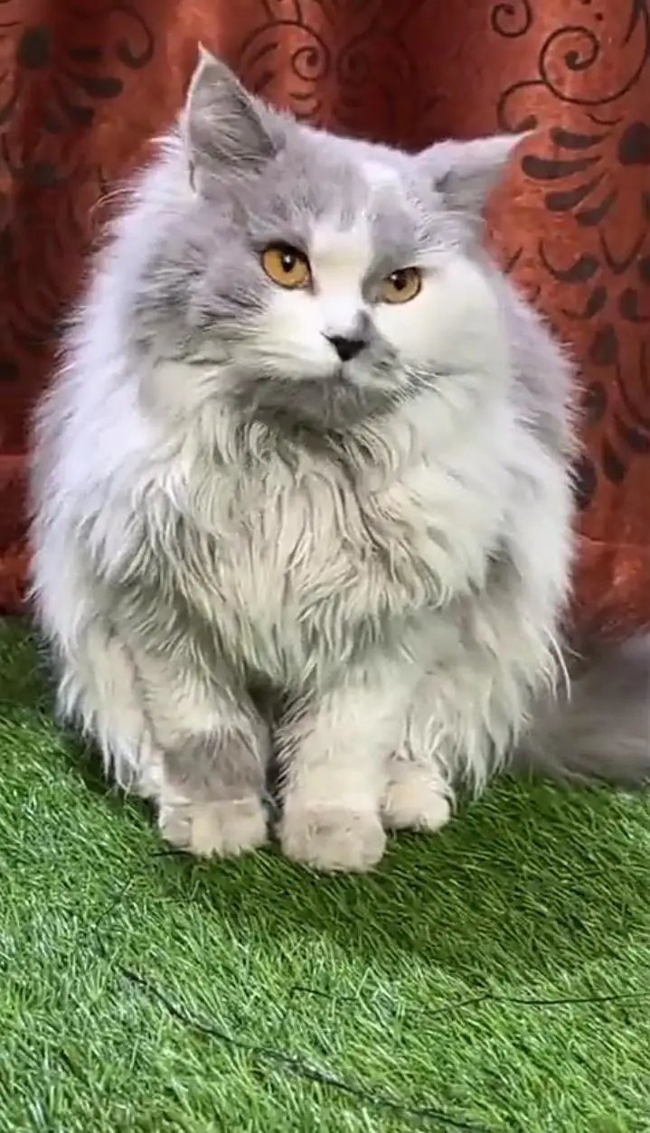Cutie Cat — photo 2