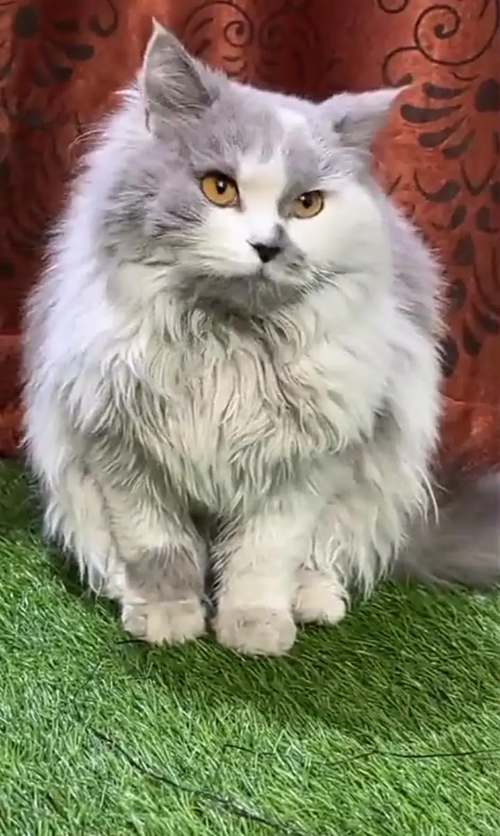 Cutie Cat — photo 3