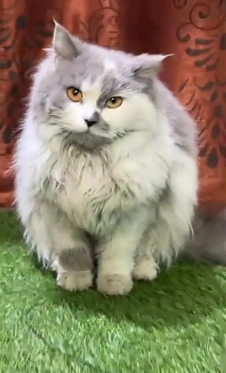 Cutie Cat — photo 4