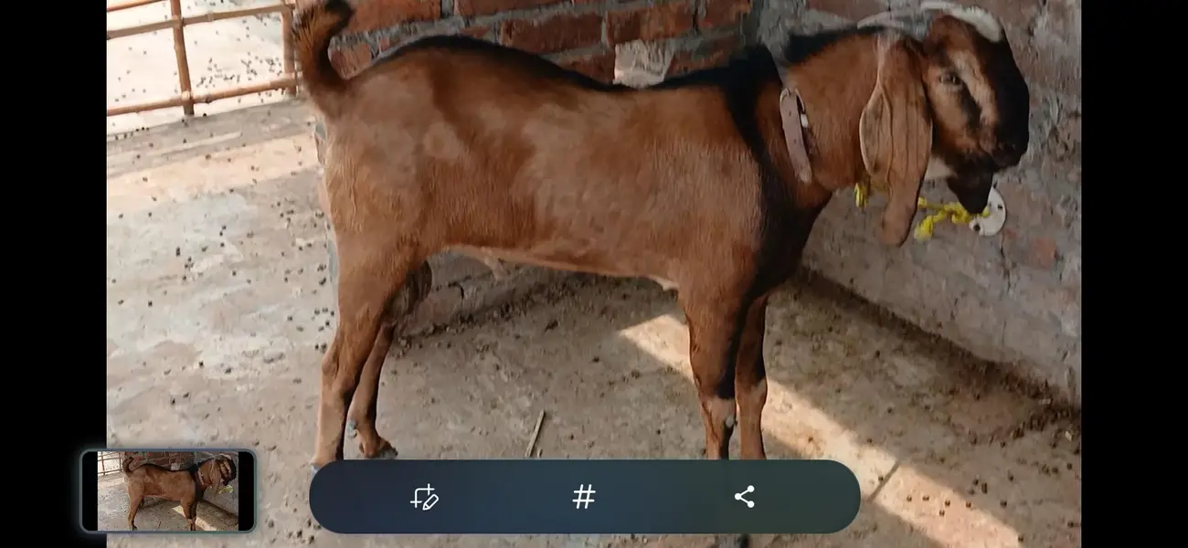 Goats male 2