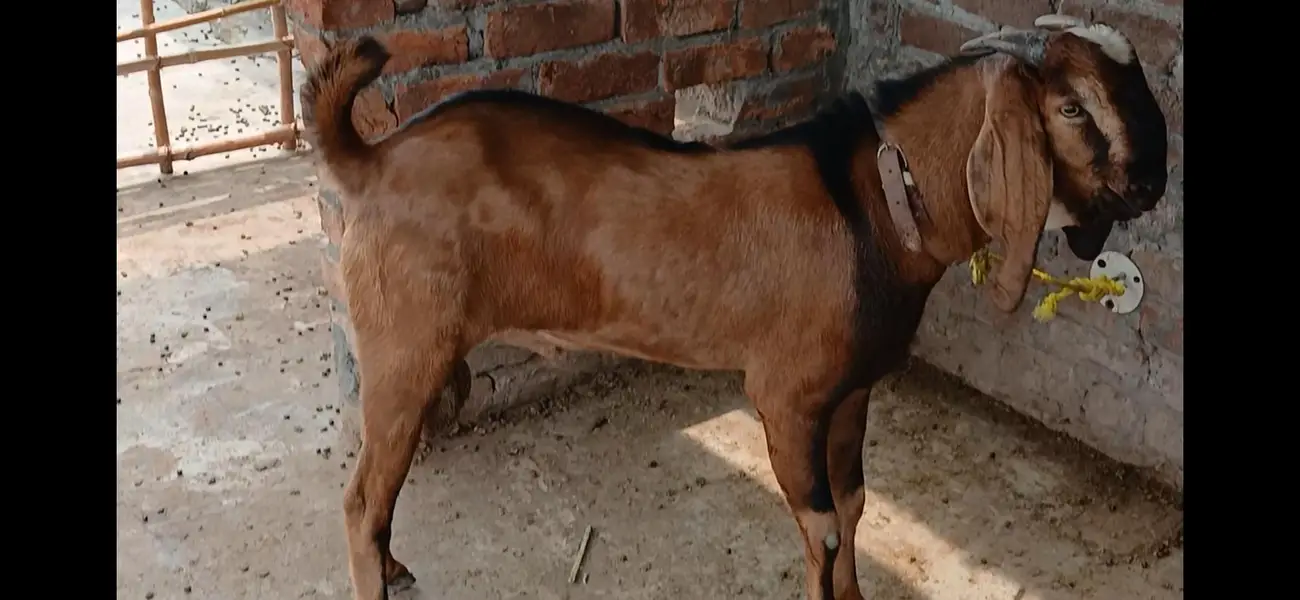 Goats male 2 — photo 2