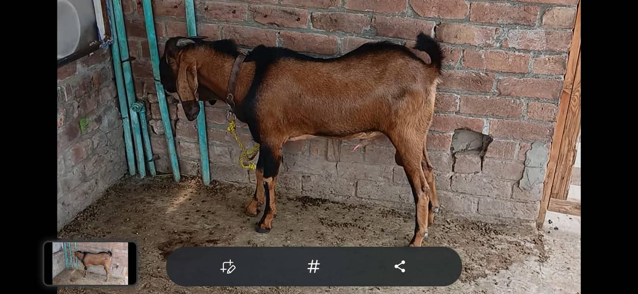 Goats male 2 2