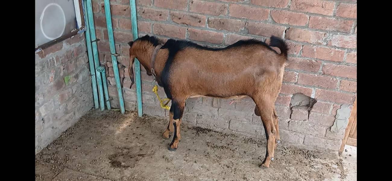 Goats male 2 3