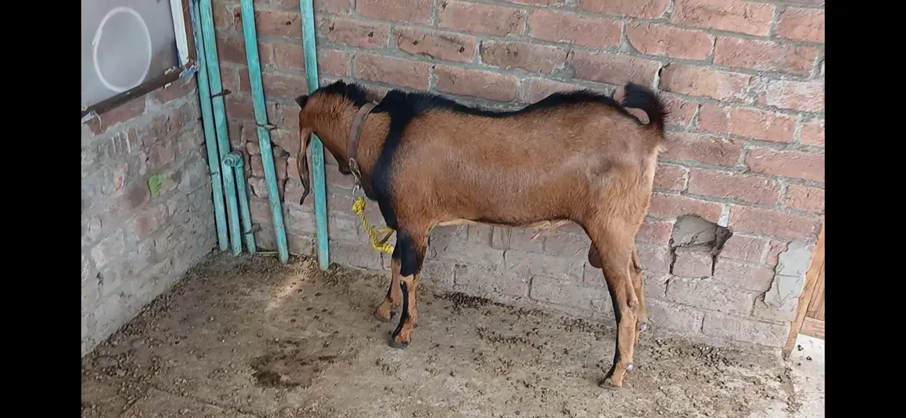 Goats male 2 — photo 4