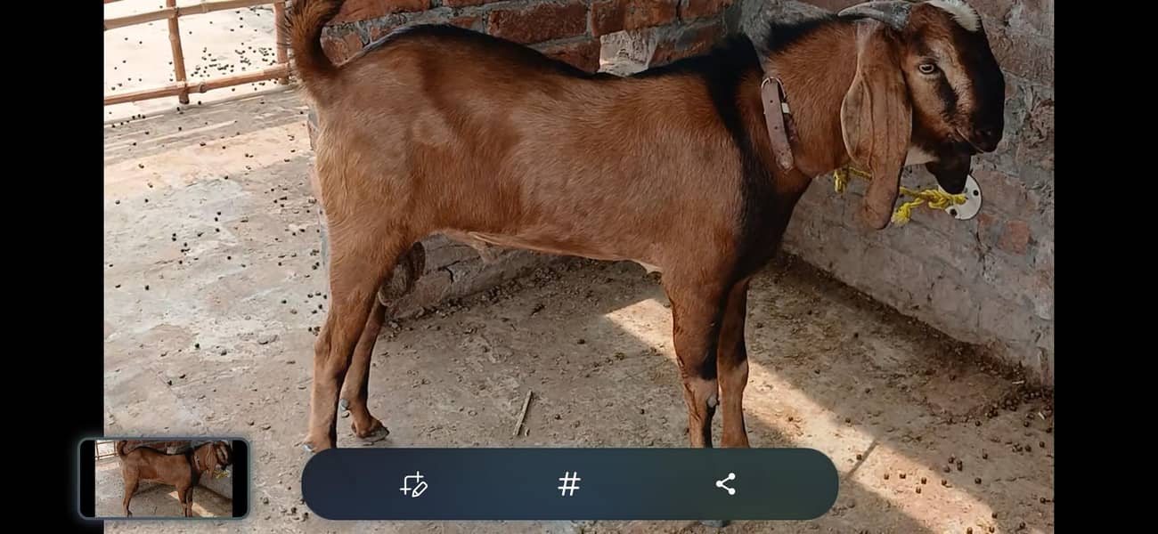 Goats male 2 4