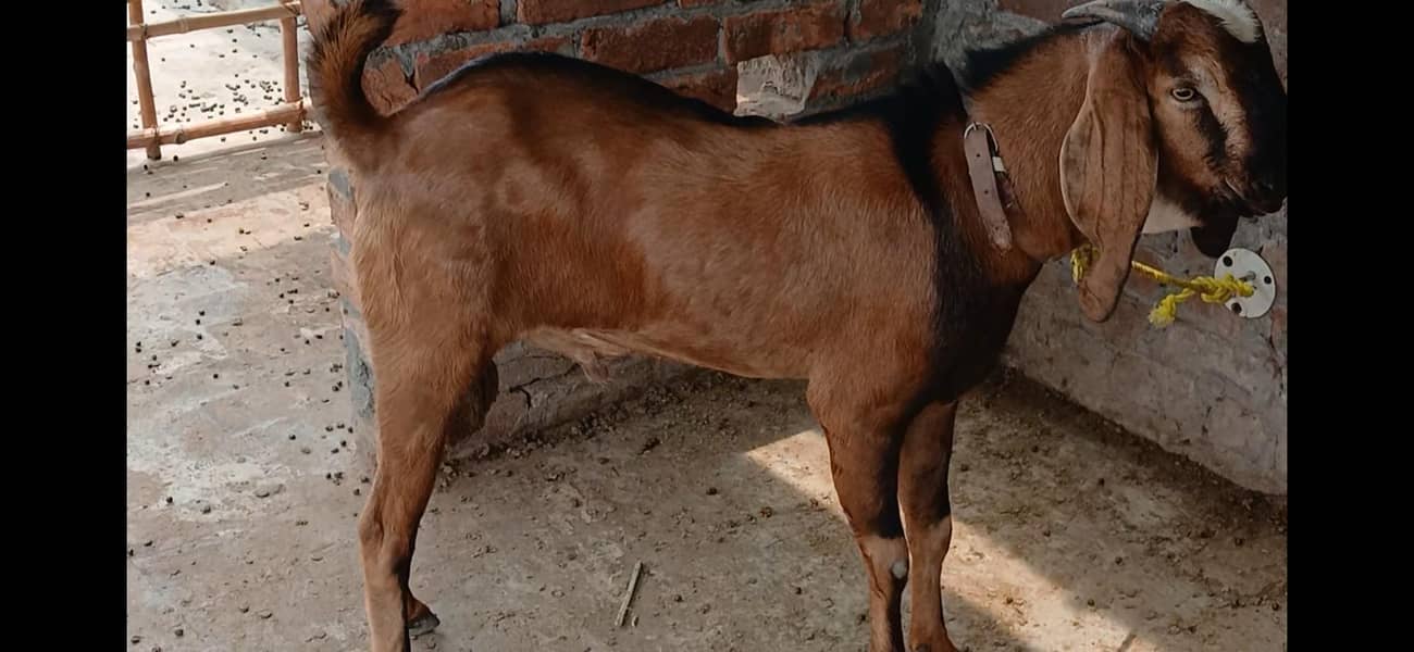 Goats male 2 5