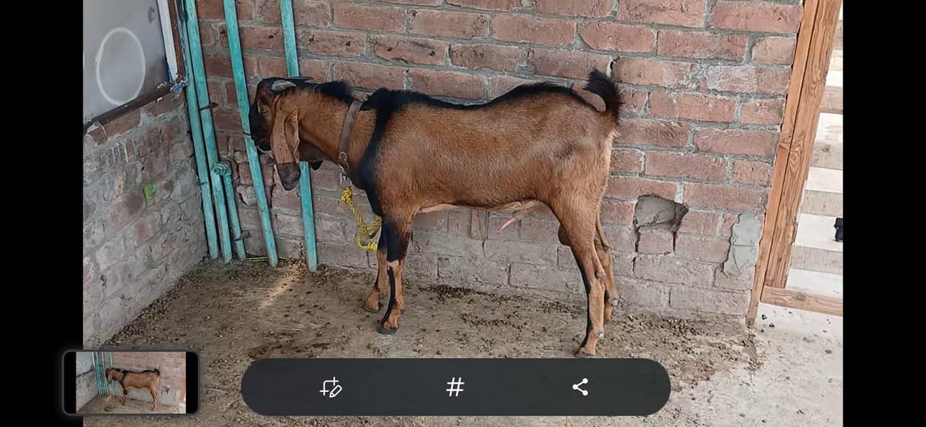 Goats male 2 6