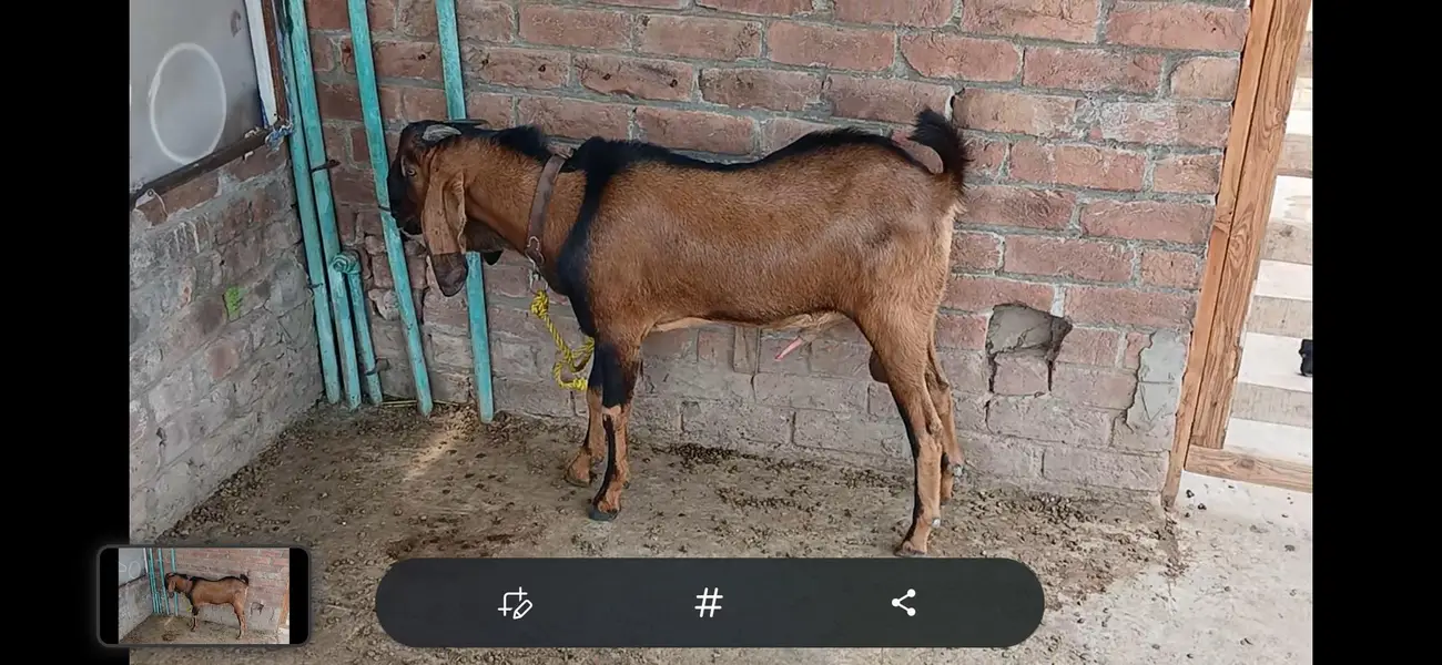 Goats male 2 — photo 7