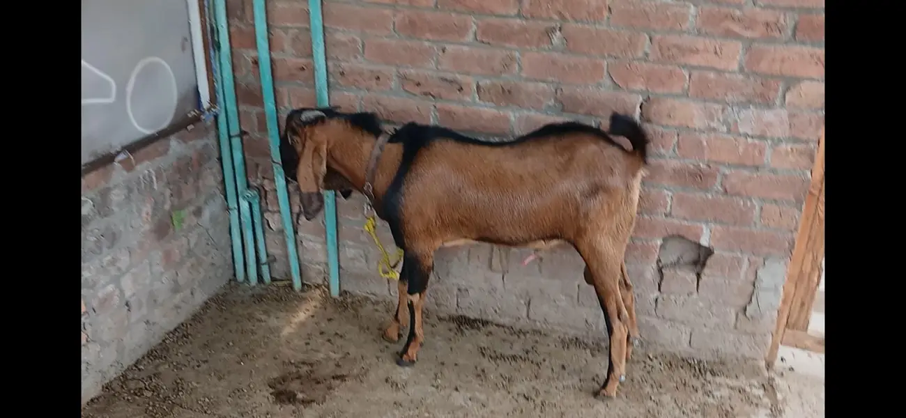 Goats male 2 — photo 8