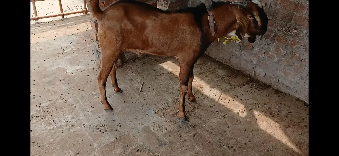 Goats male 2 — photo 9