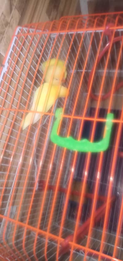 love birds 1 pair