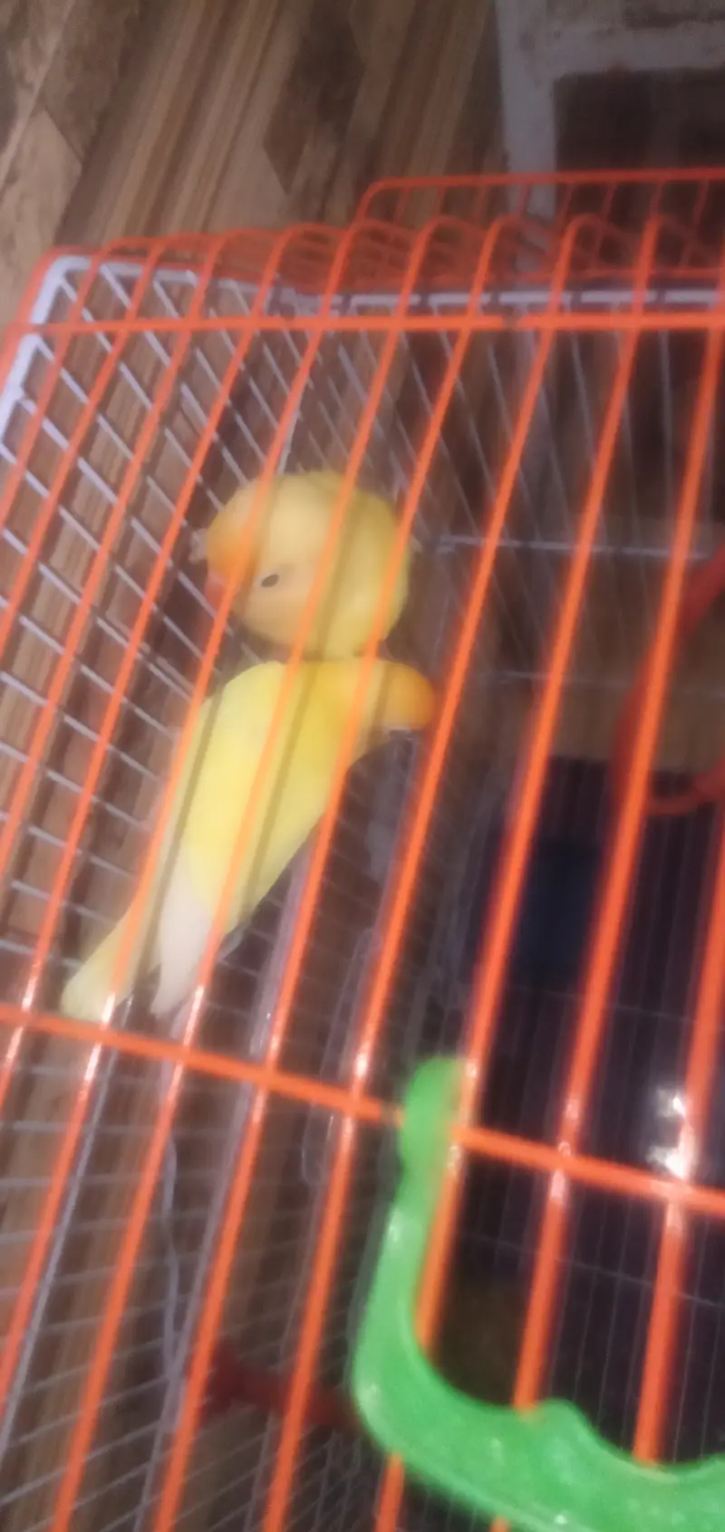 love birds 1 pair — photo 2