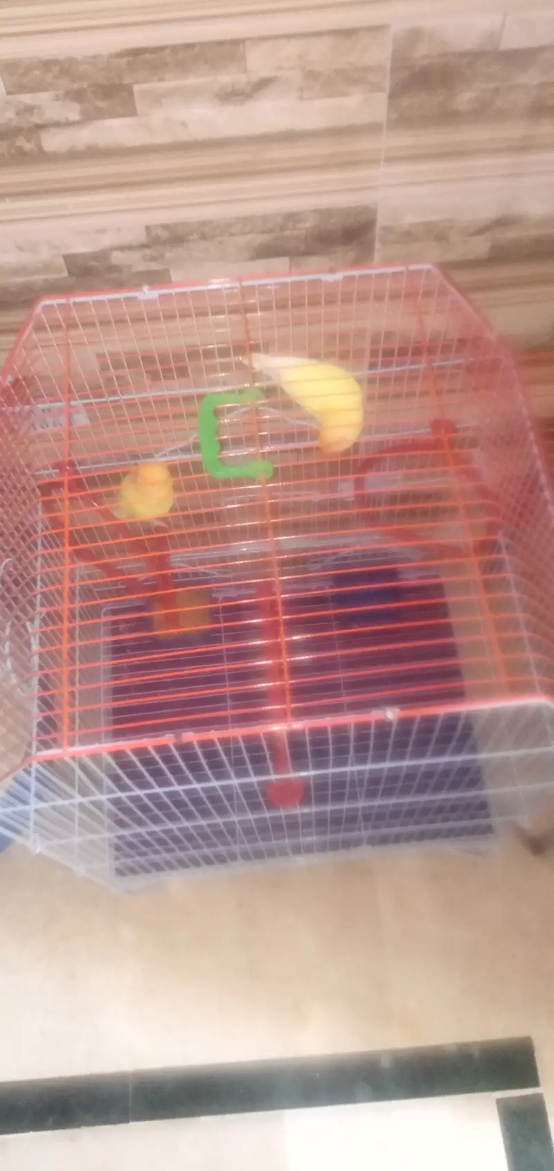 love birds 1 pair — photo 3