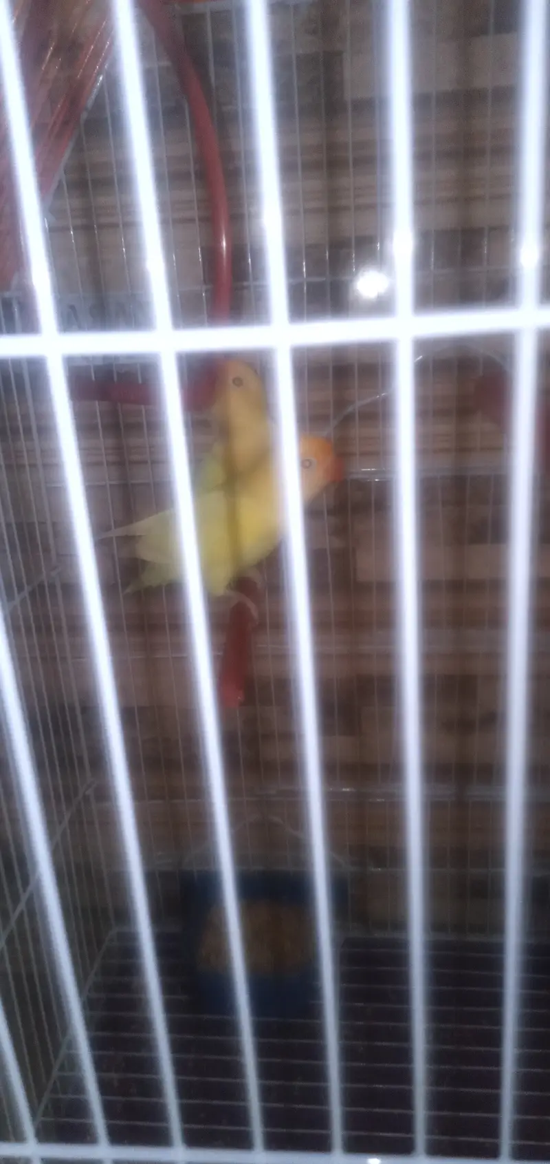 love birds 1 pair — photo 4