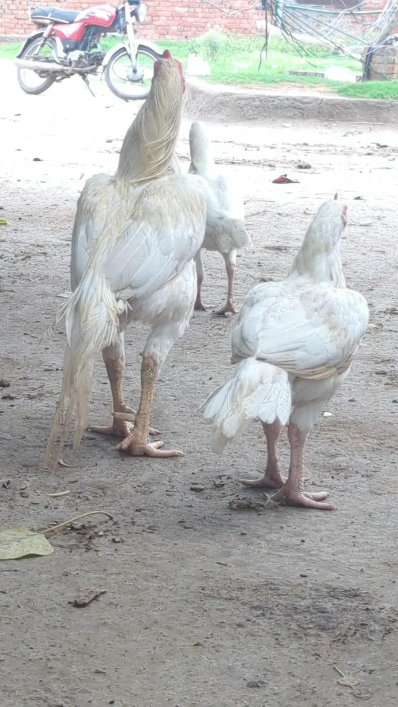 Heerea females — photo 2