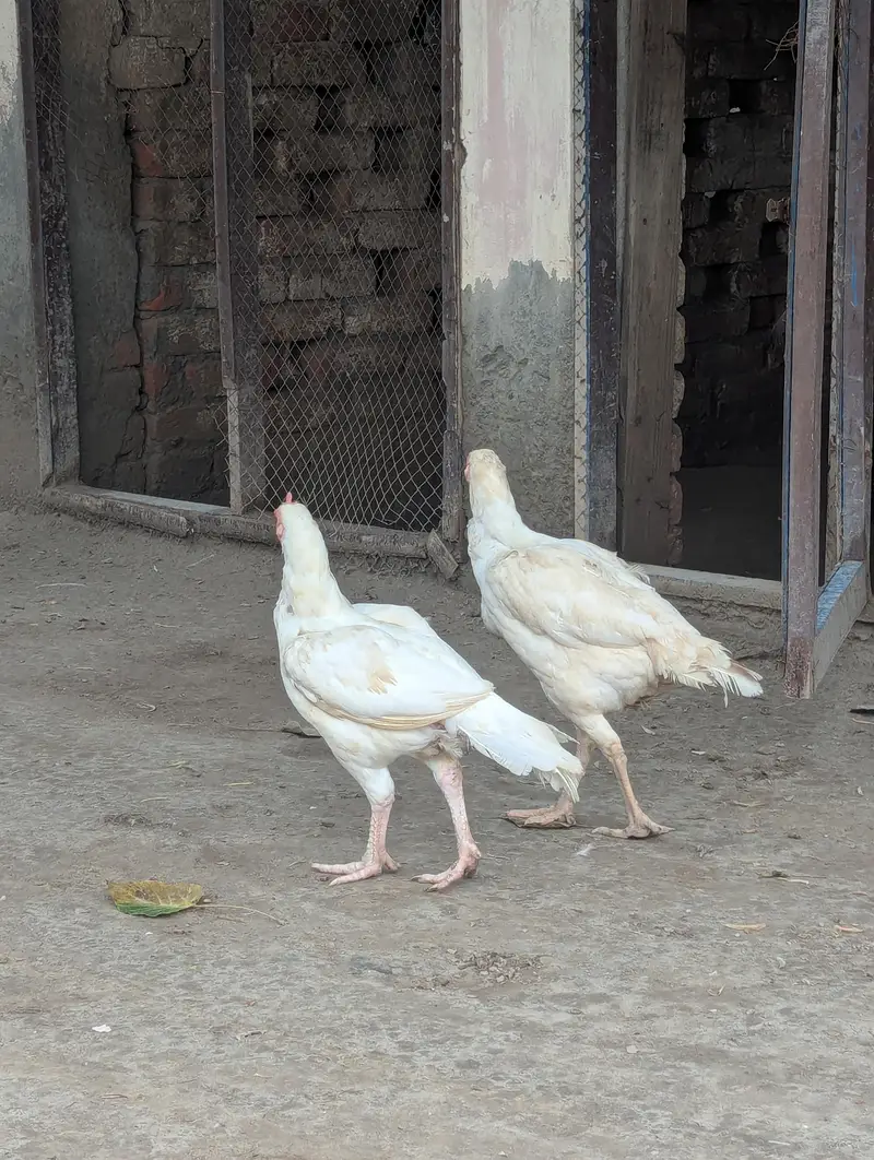 Heerea females — photo 3
