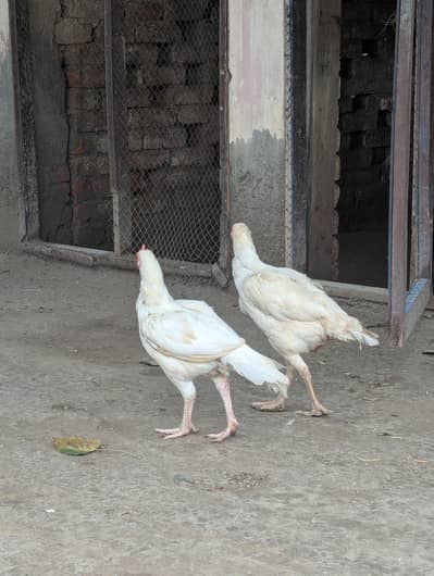 paper white  female