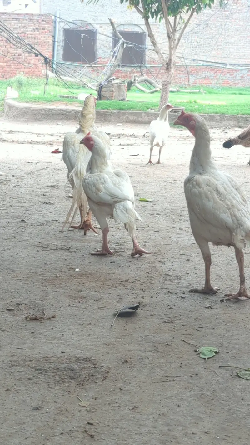 Heerea females — photo 5