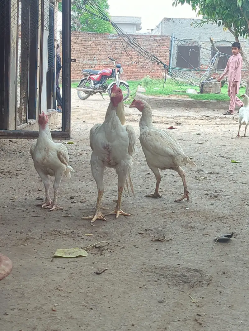 Heerea females — photo 6