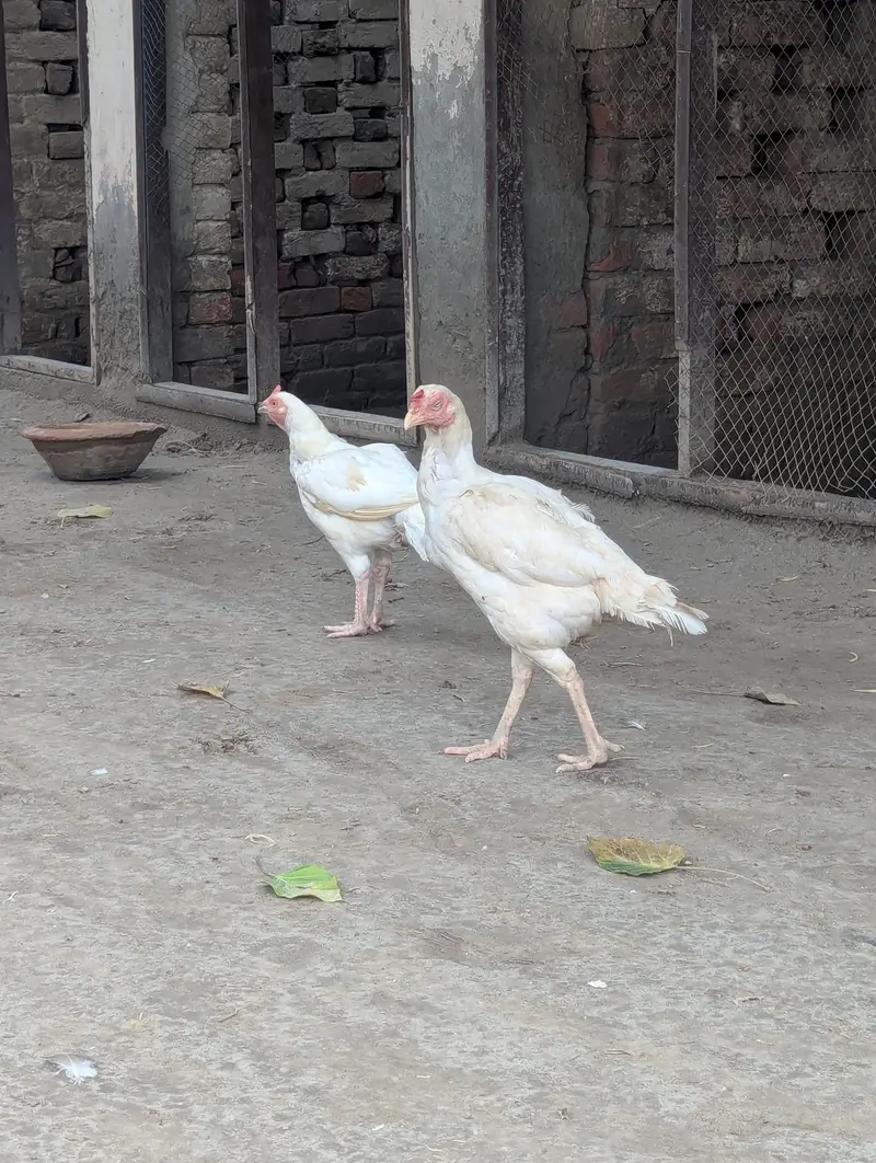 Heerea females — photo 7