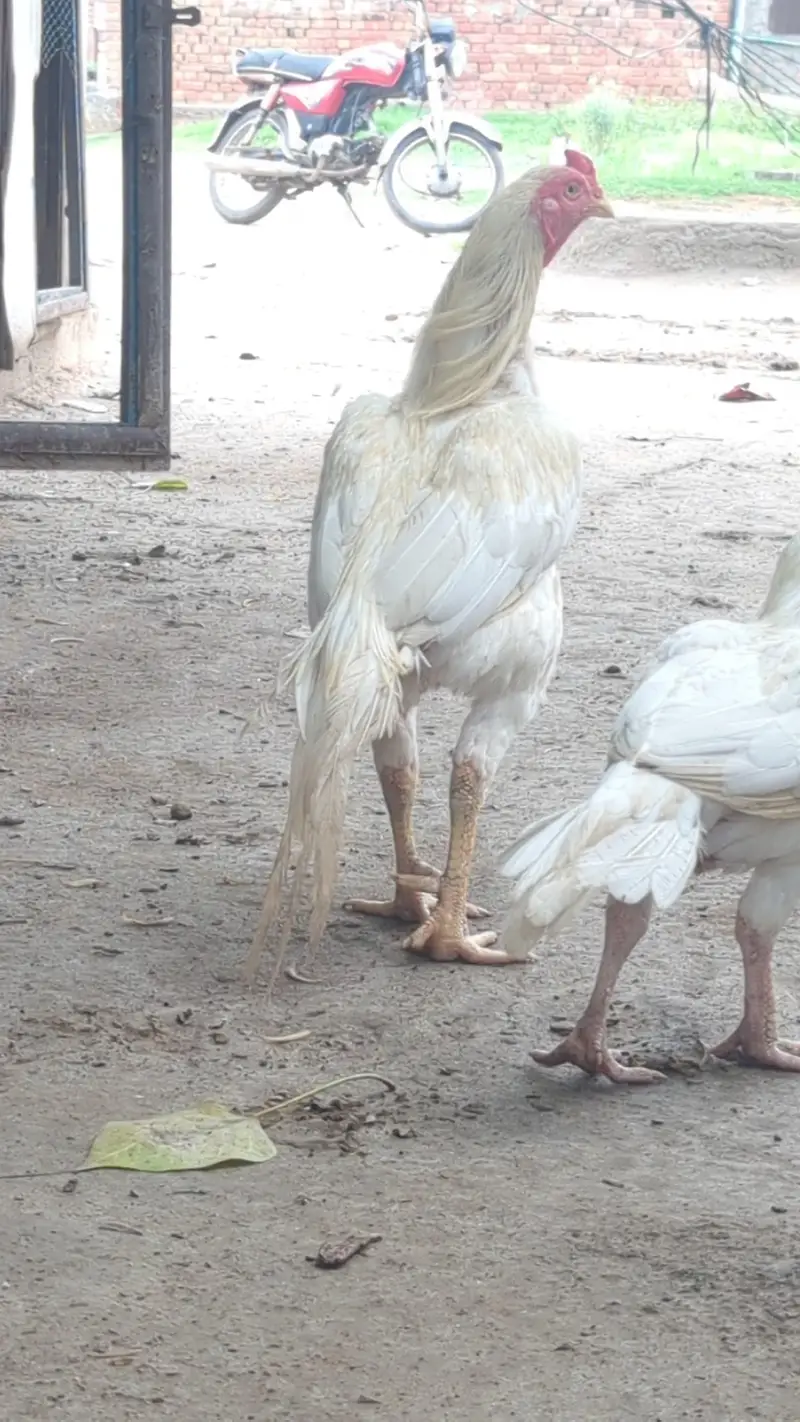 Heerea females — photo 8