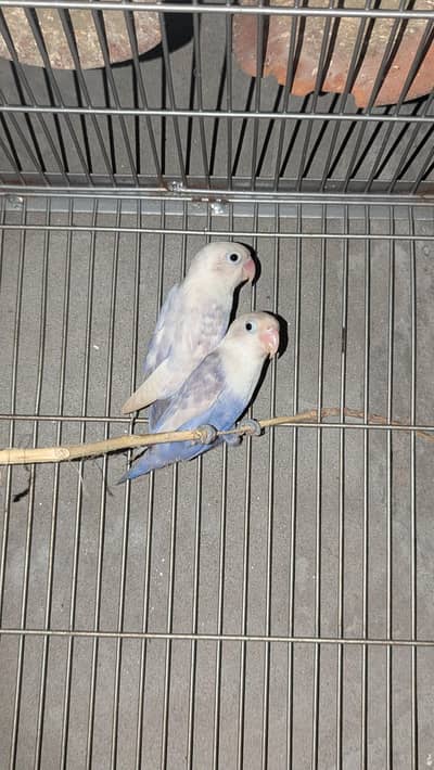 love birds white