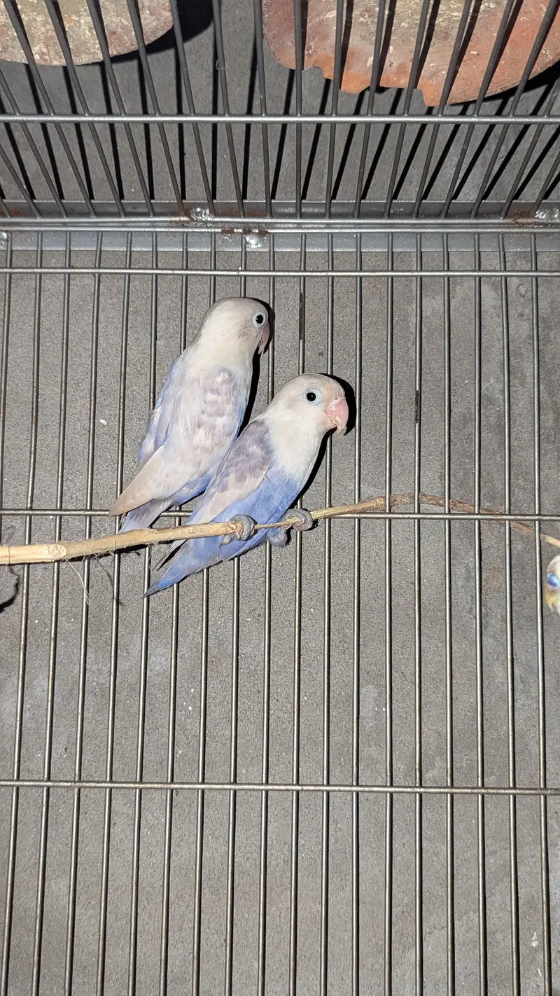 love birds white — photo 2