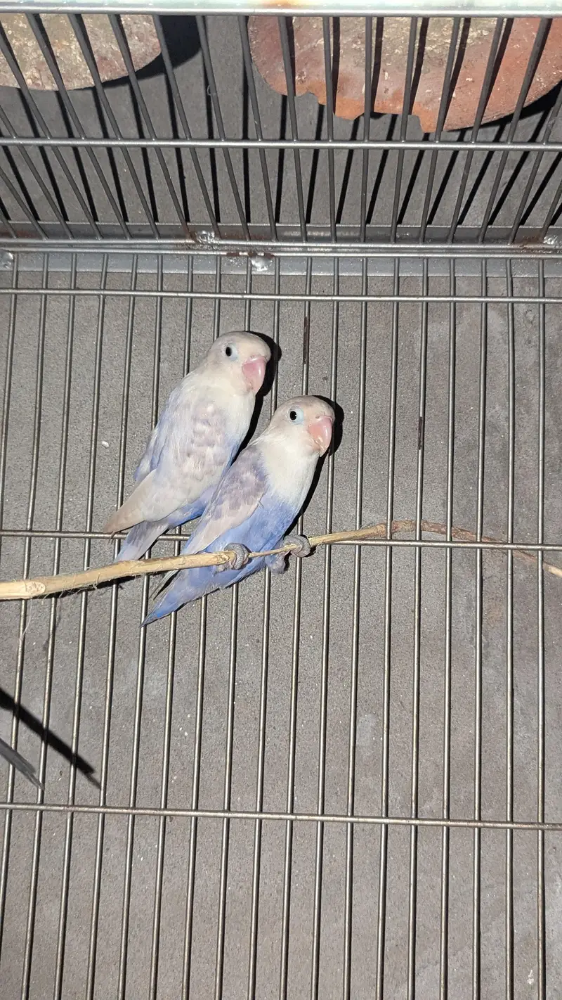 love birds white — photo 3