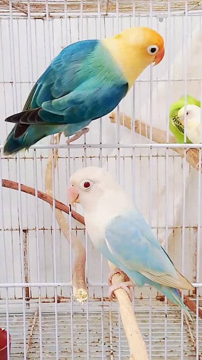 Beautiful Pale Fallow Trio