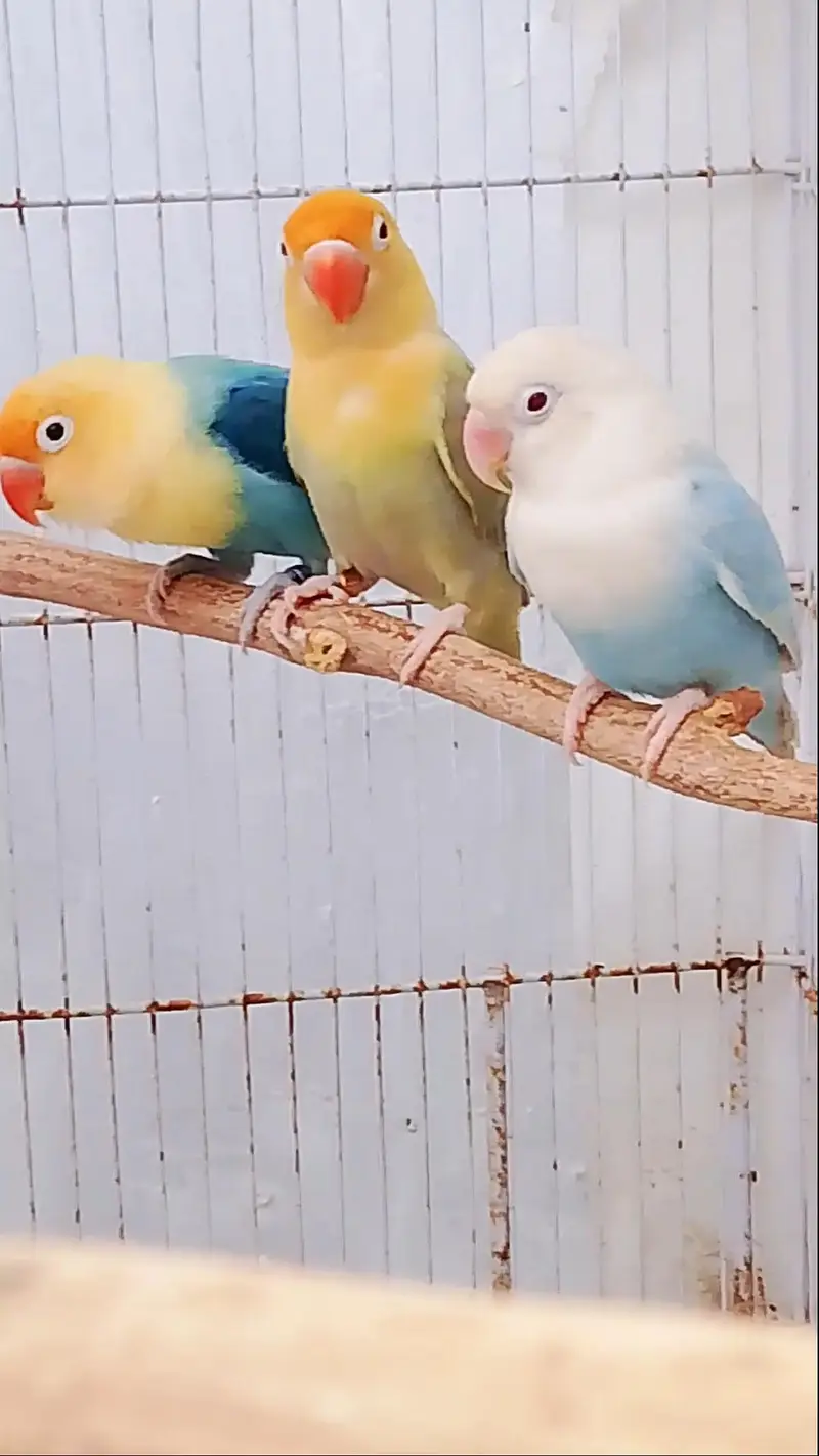 Beautiful Pale Fallow Trio — photo 3