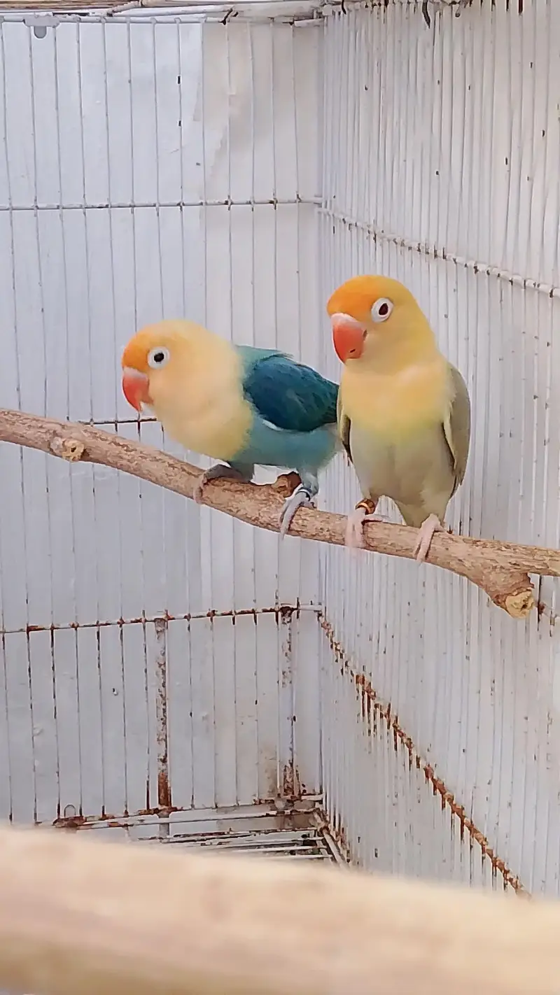 Beautiful Pale Fallow Trio — photo 4