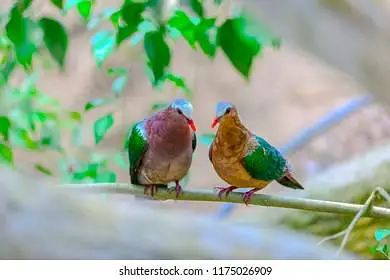 Green Emerald dove  Cape dove  Crested dove pairs For sale — photo 2