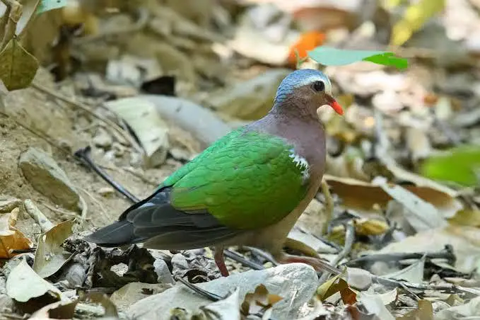 Green Emerald dove  Cape dove  Crested dove pairs For sale — photo 3