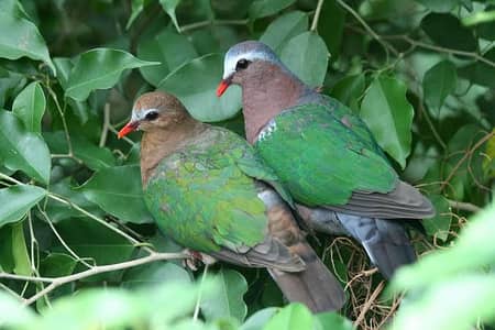 Green Emerald dove  Cape dove  Crested dove pairs For sale